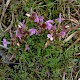 Pedicularis sylvatica