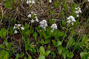 Menyanthes trifoliata Bogbean