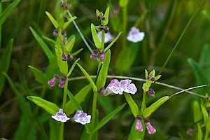 Scutellaria minor Lesser Skullcap