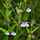 Scutellaria minor