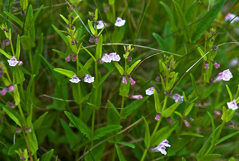 Scutellaria minor - © Charles Hipkin