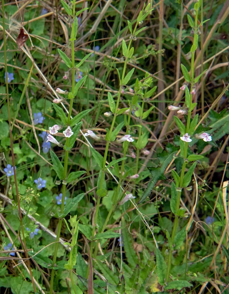 Scutellaria minor - © Charles Hipkin