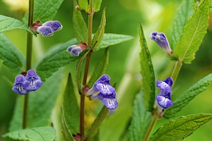 Scutellaria galericulata Skullcap