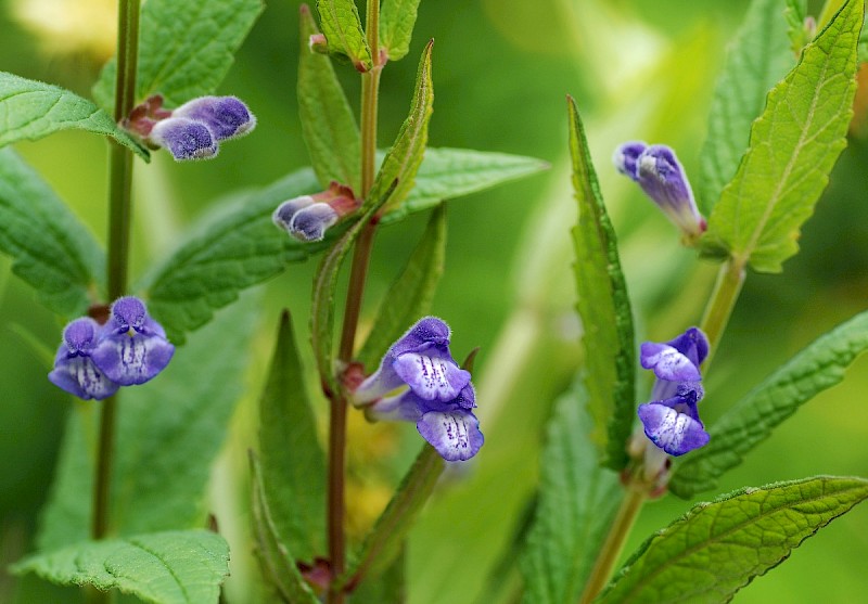 Scutellaria galericulata - © Charles Hipkin