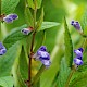 Scutellaria galericulata