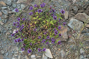 Prunella vulgaris Selfheal