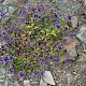 Prunella vulgaris