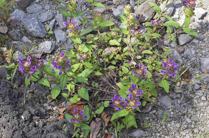 Prunella vulgaris - © Charles Hipkin