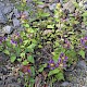 Prunella vulgaris