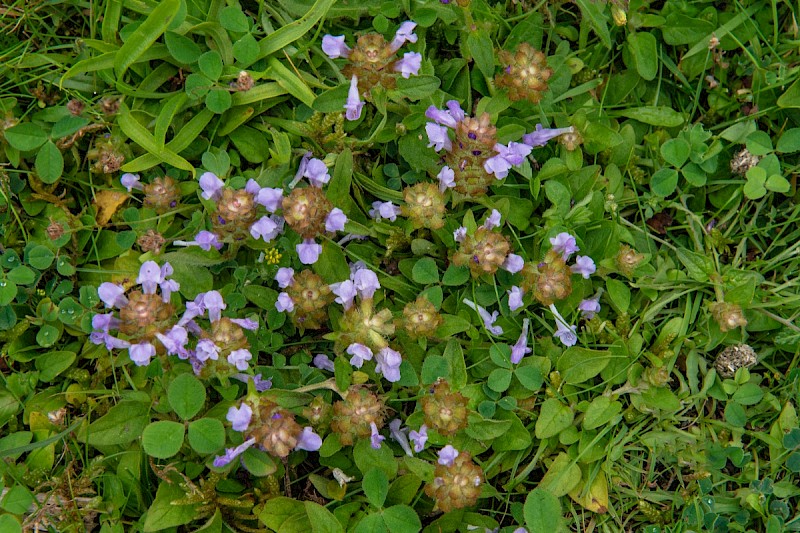 Prunella vulgaris - © Charles Hipkin