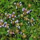 Prunella vulgaris