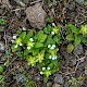 Prunella vulgaris