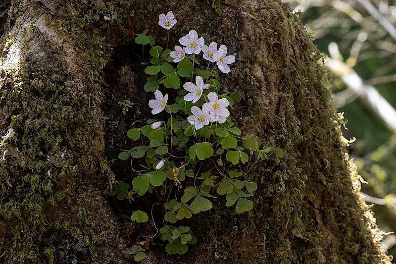 Oxalis acetosella - © Charles Hipkin