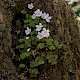 Oxalis acetosella