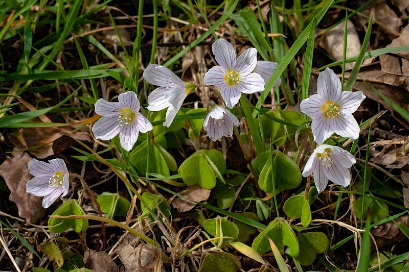 Oxalis acetosella - © Charles Hipkin