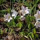 Oxalis acetosella