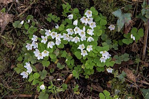 Oxalis acetosella Wood-sorrel