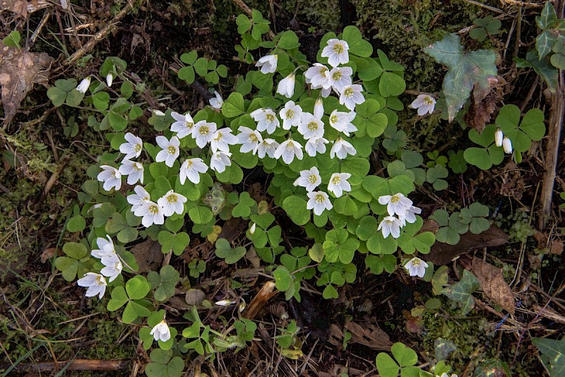 Oxalis acetosella - © Charles Hipkin