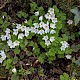 Oxalis acetosella