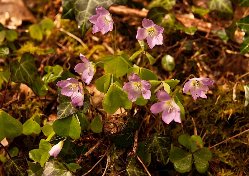 Oxalis acetosella - © Charles Hipkin