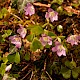 Oxalis acetosella