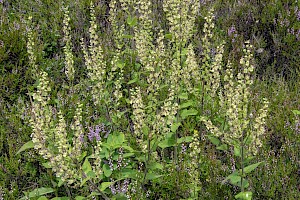 Teucrium scorodonia Wood Sage