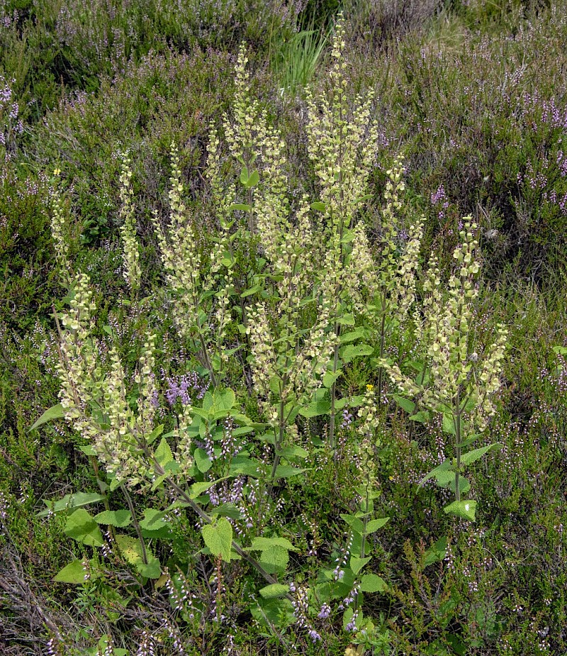 Teucrium scorodonia - © Charles Hipkin