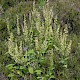 Teucrium scorodonia