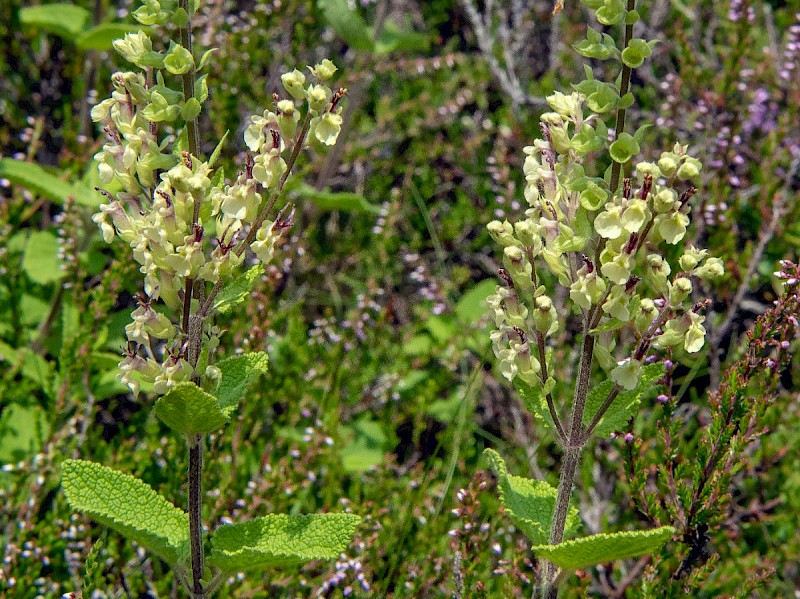 Teucrium scorodonia - © Charles Hipkin