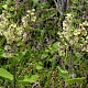 Teucrium scorodonia