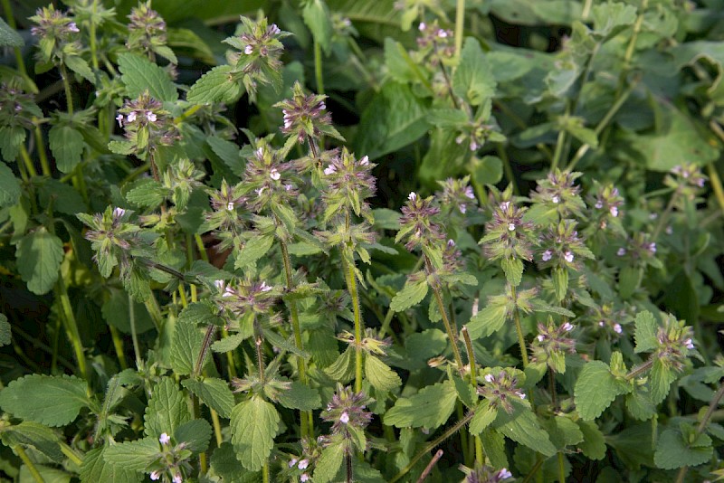 Stachys arvensis - © Charles Hipkin