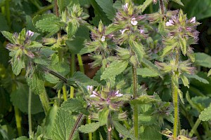 Stachys arvensis Field Woundwort