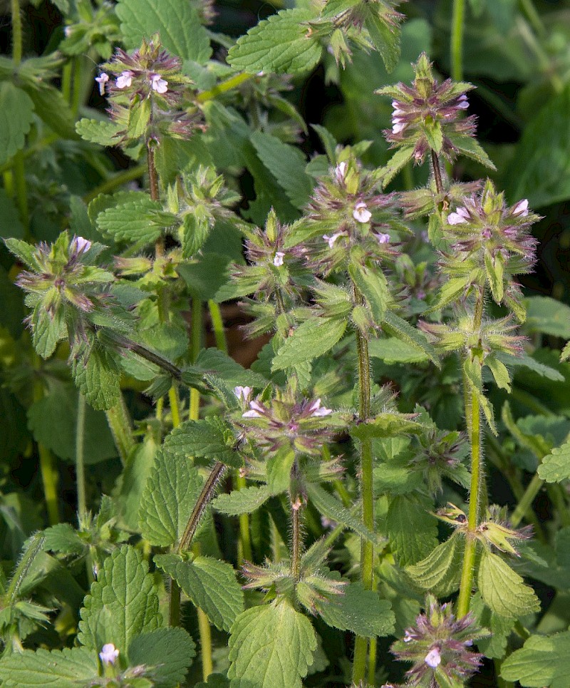 Stachys arvensis - © Charles Hipkin