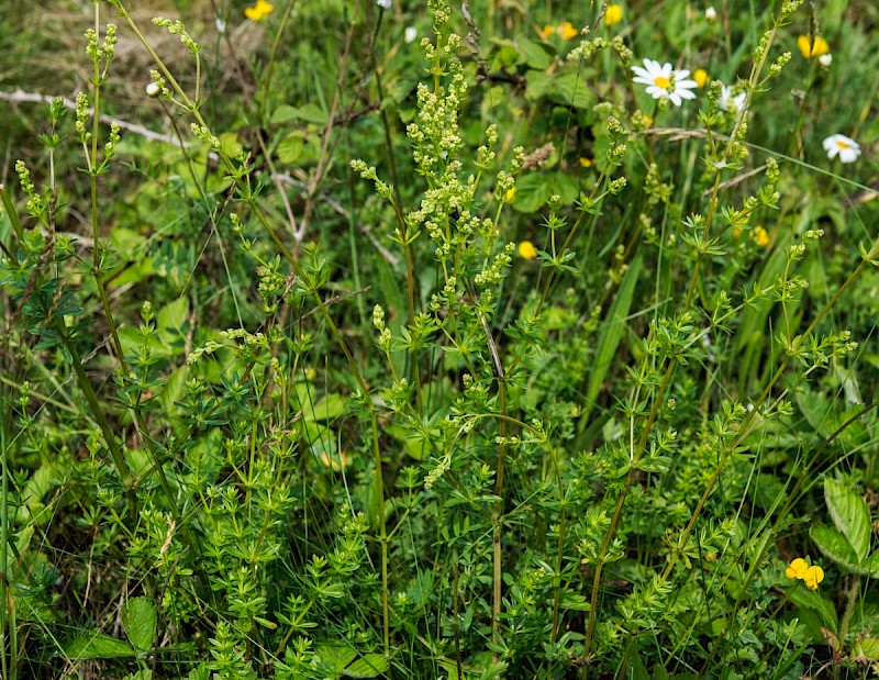 Galium album - © Charles Hipkin