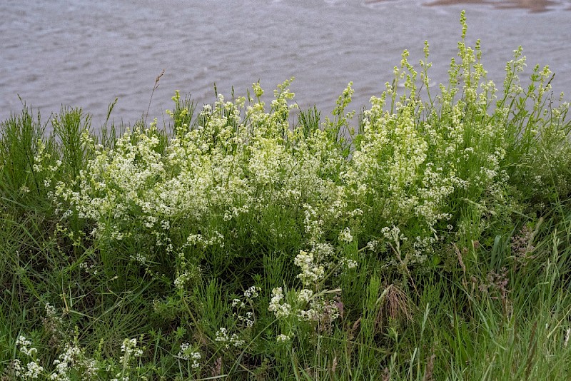 Galium album - © Charles Hipkin