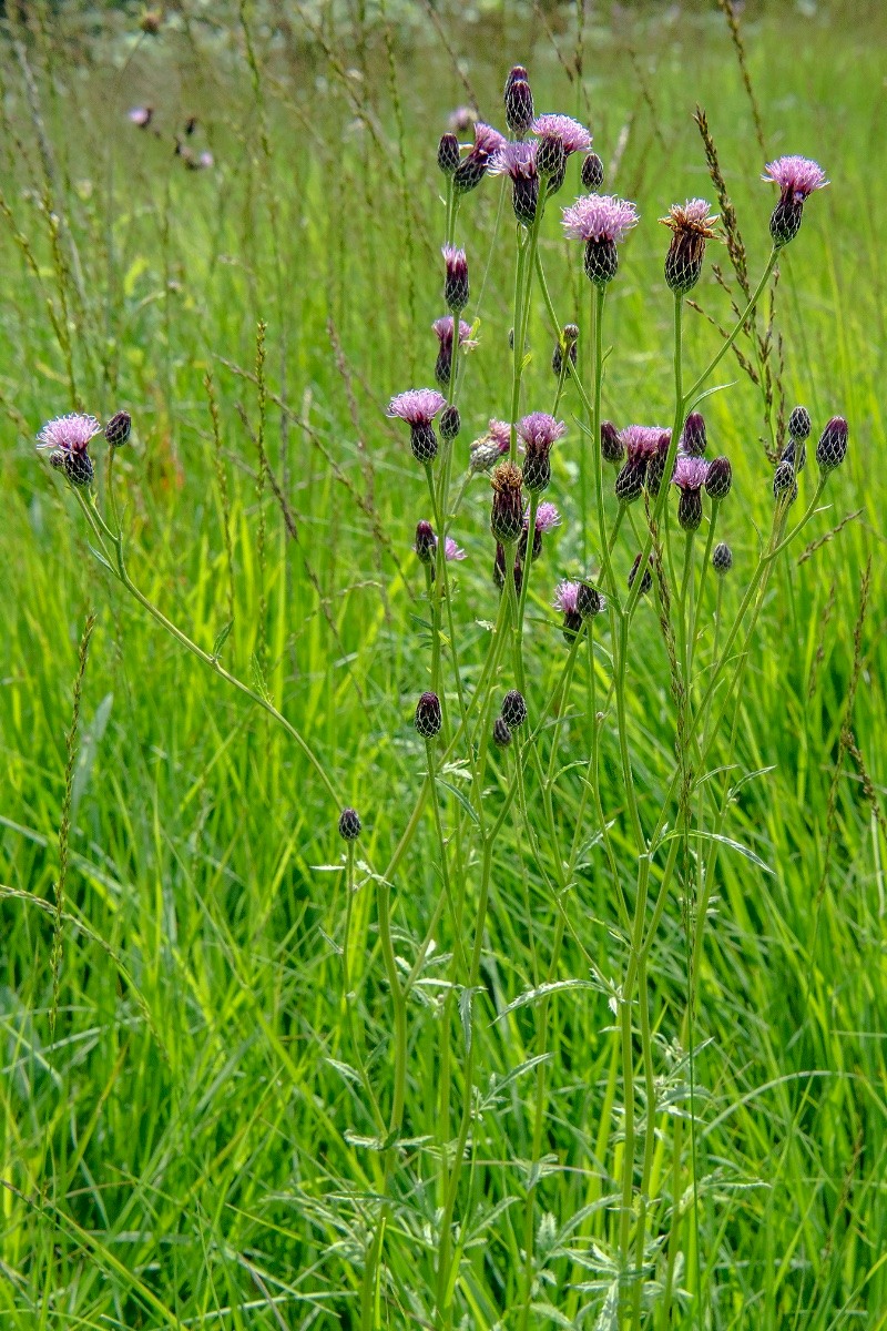 Serratula tinctoria - © Charles Hipkin