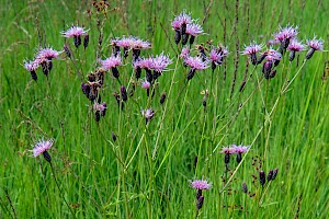 Serratula tinctoria Saw-wort