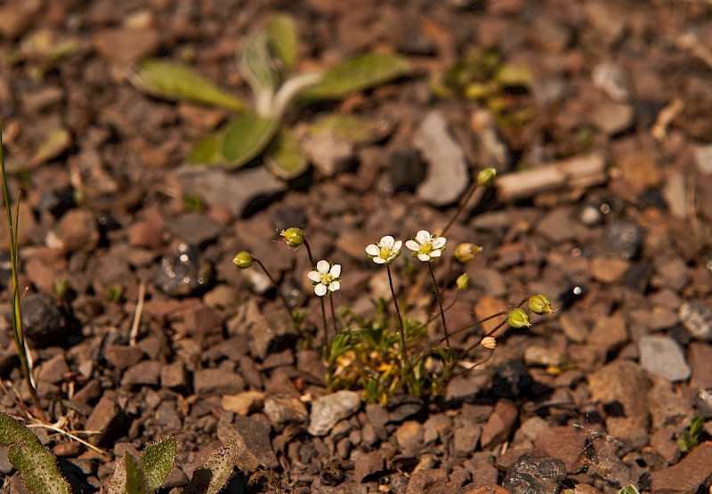 Sagina subulata - © Charles Hipkin