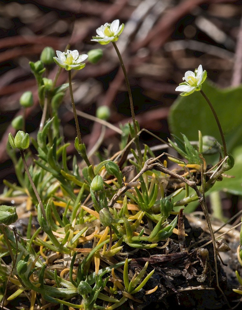 Sagina subulata - © Charles Hipkin