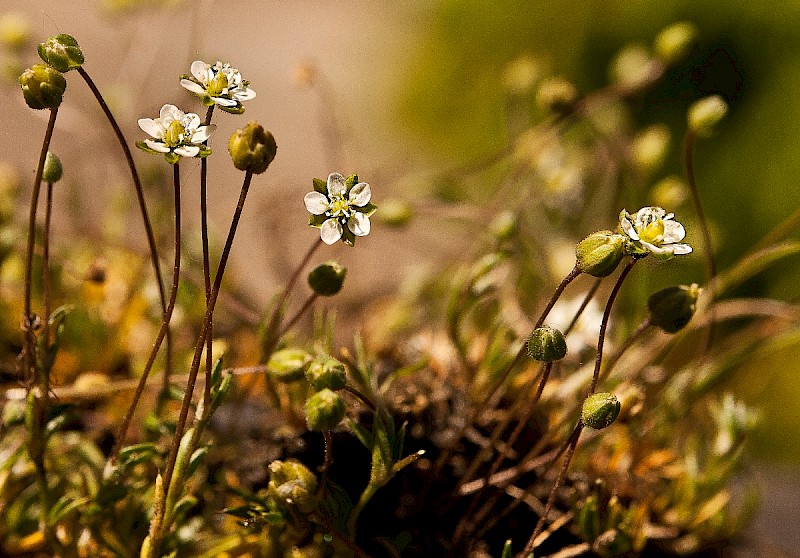 Sagina subulata - © Charles Hipkin