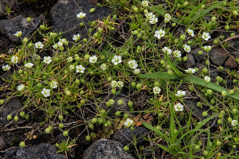 Sagina subulata - © Charles Hipkin