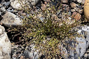 Sagina apetala Annual Pearlwort