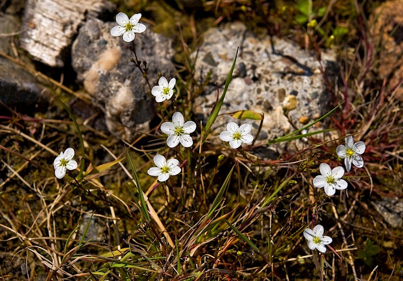 Sagina nodosa - © Charles Hipkin