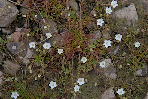 Sagina nodosa Knotted Pearlwort