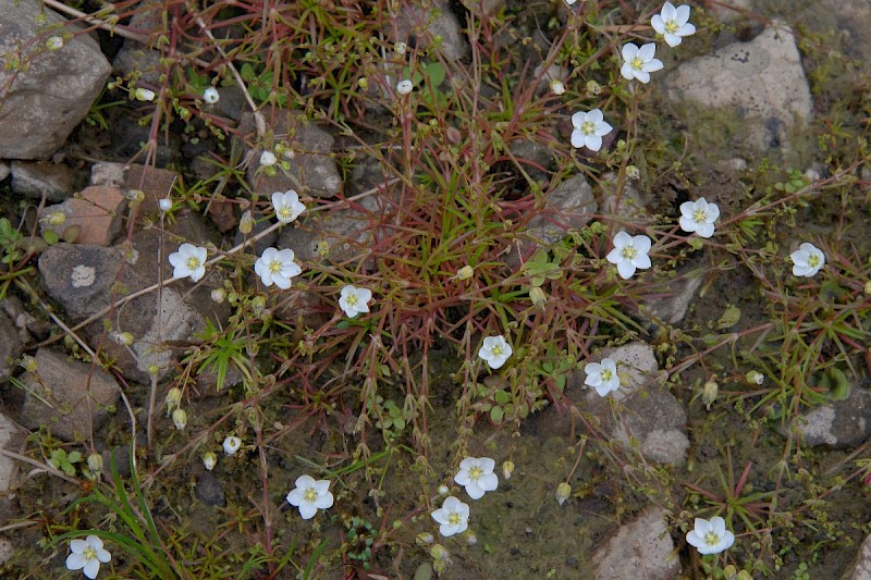 Sagina nodosa - © Charles Hipkin