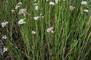 Oenanthe fistulosa Tubular Water-dropwort