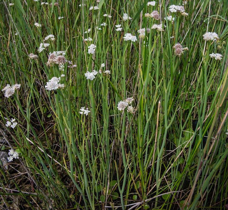 Oenanthe fistulosa - © Charles Hipkin