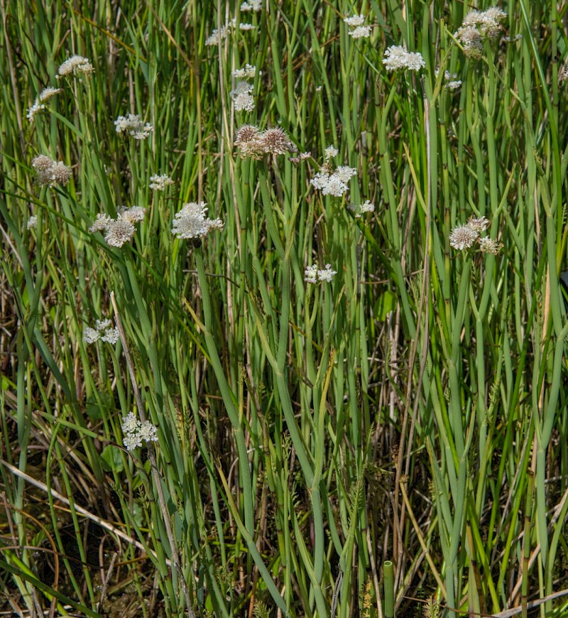 Oenanthe fistulosa - © Charles Hipkin