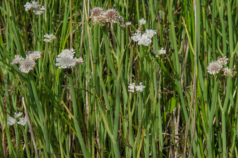 Oenanthe fistulosa - © Charles Hipkin