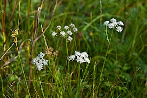 Oenanthe lachenalii Parsley Water-dropwort